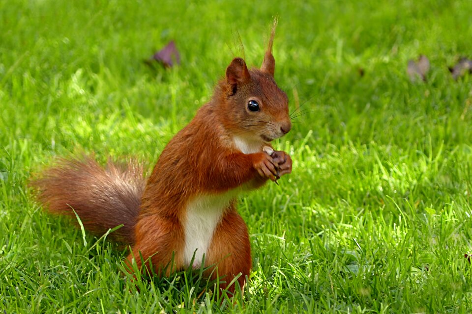 Sciurus vulgaris major foraging garden