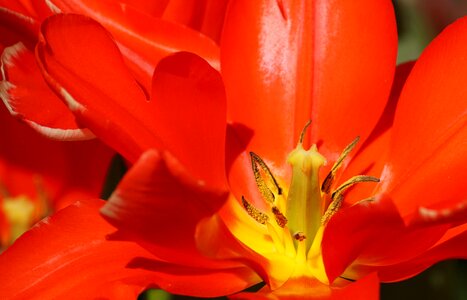 Nature plant color