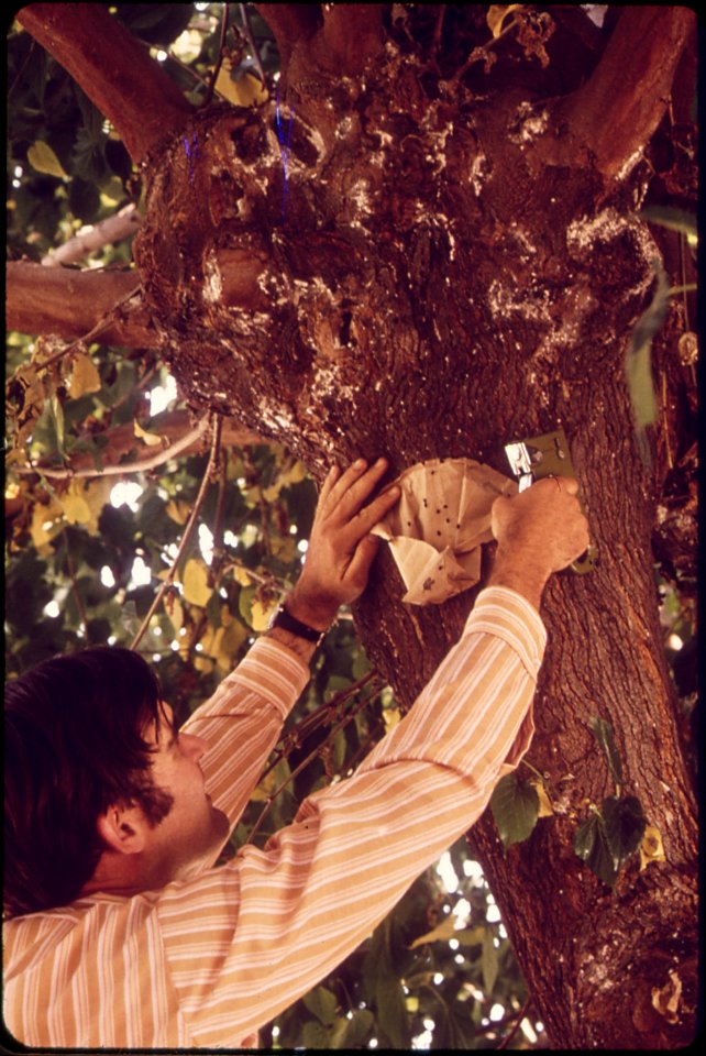 BILL ROOTHIER, ENTOMOLOGIST WITH THE CALIFORNIA DEPARTMENT OF AGRICULTURE, STAPLING PAPER BAG TO A - NARA - 542776