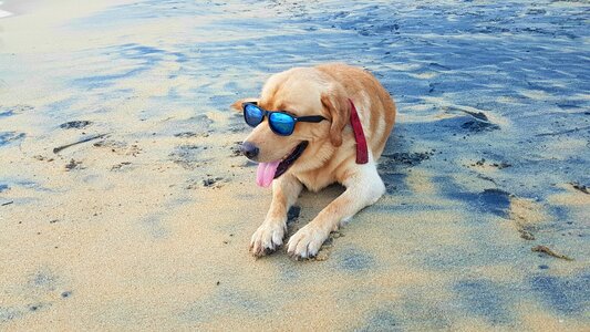 Sand summer dog
