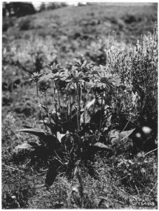 Blasamorhiza Sagittata (Balsam Root) Big Creek, Minam, Oregon, 1920. - NARA - 299123