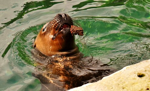 Robbe meeresbewohner animal photo