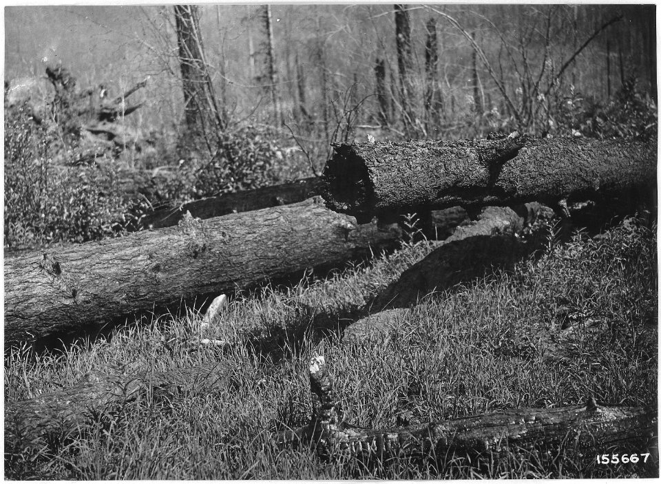 Breitenbush Burn seeded to Orchard Grass, Detroit, Oregon, Santiam, 1920. - NARA - 299197