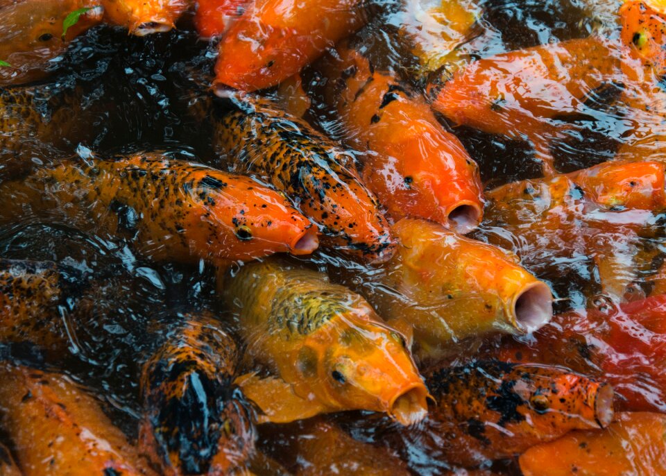Koi fish brown fish