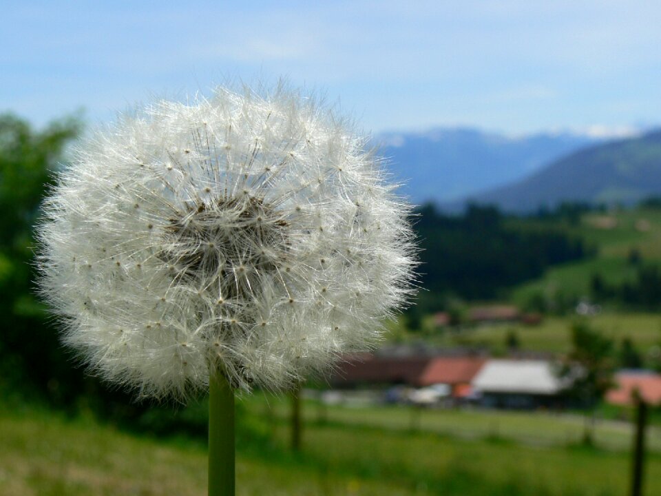 Plant summer flower