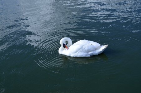 White pond swim