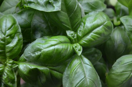 Basil plant aromatic photo