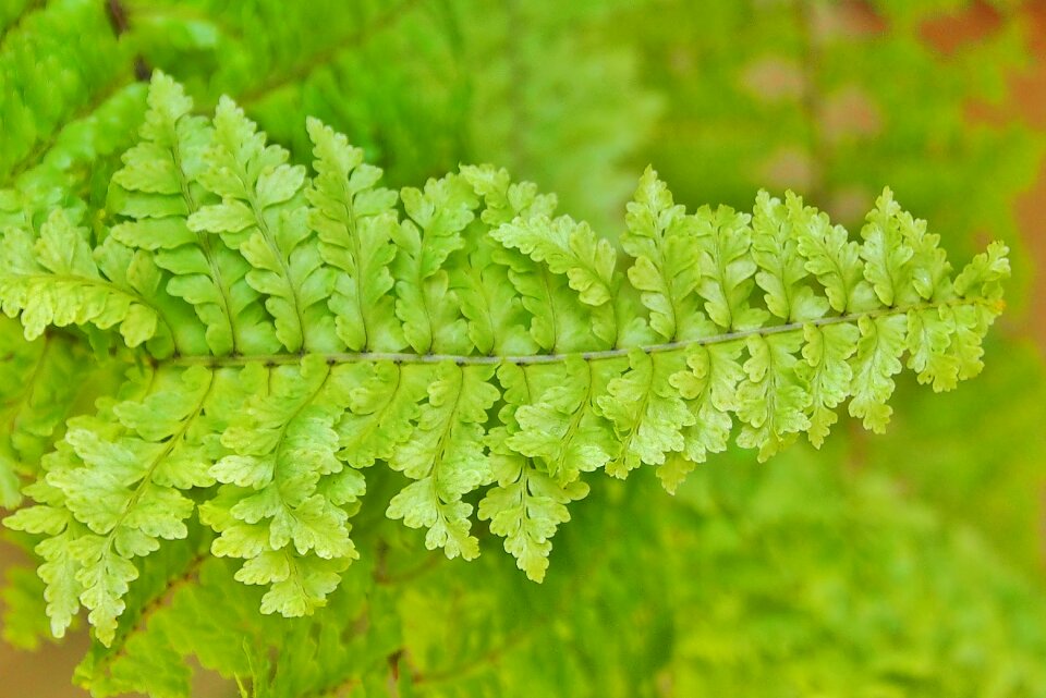 Green close up leaves