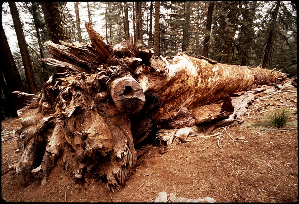 CALIFORNIA--SEQUOIA NATIONAL PARK - NARA - 542570
