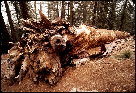 CALIFORNIA--SEQUOIA NATIONAL PARK - NARA - 542570