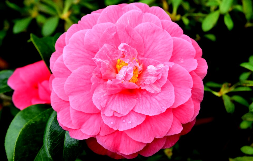 Bloom pink flowers pink flower