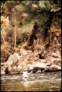CALIFORNIA--KINGS RIVER - NARA - 542529