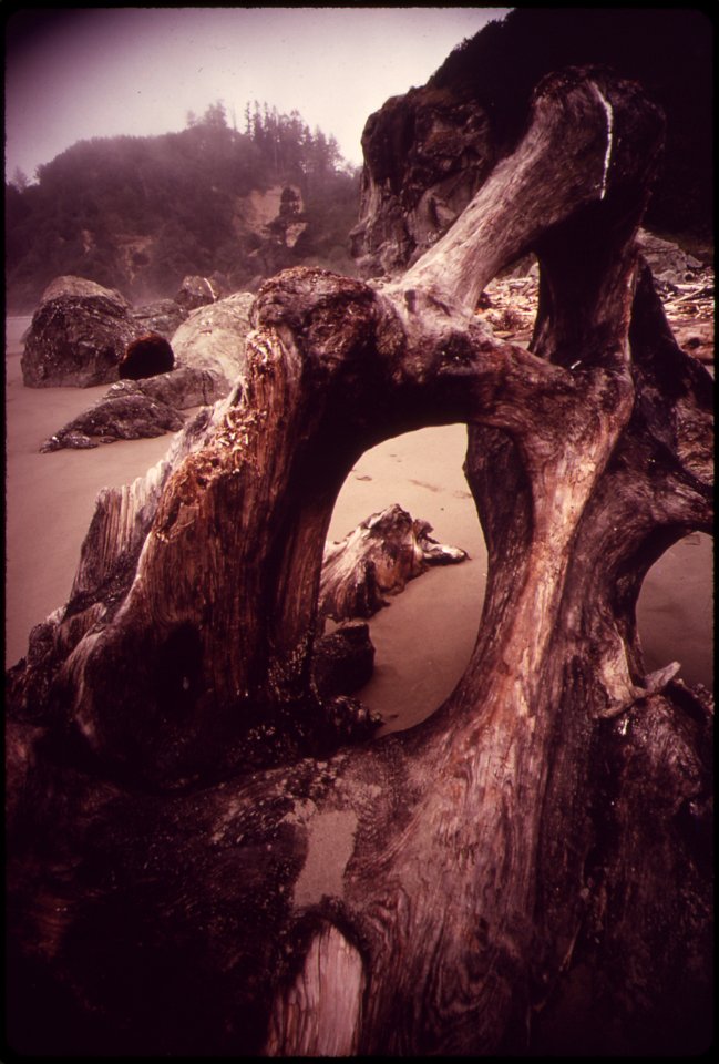 CALIFORNIA--MOONSTONE BEACH - NARA - 542888