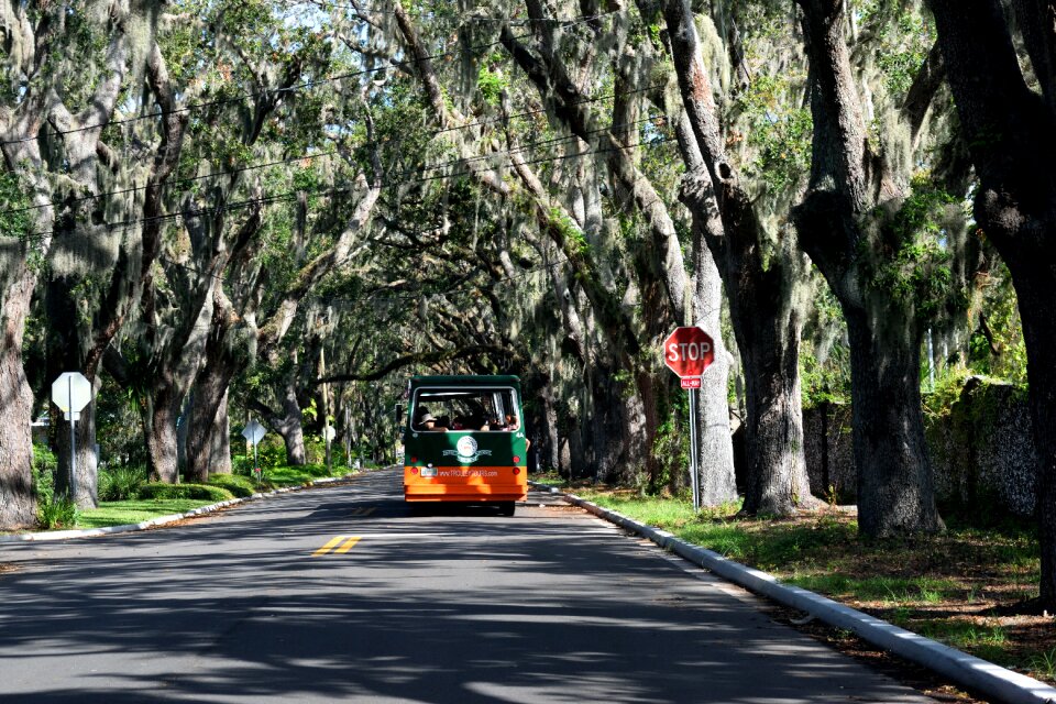 Augustine florida spanish moss