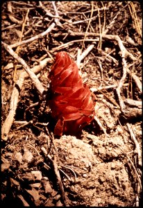 CALIFORNIA--SIERRA NATIONAL FOREST - NARA - 542610