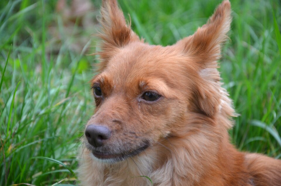 Pet dog mestizo