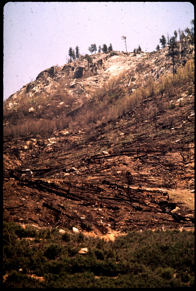 CALIFORNIA--SIERRA NATIONAL FOREST - NARA - 542598