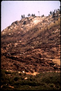 CALIFORNIA--SIERRA NATIONAL FOREST - NARA - 542598