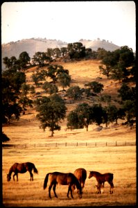 CALIFORNIA--SIERRA FOOTHILLS - NARA - 542622