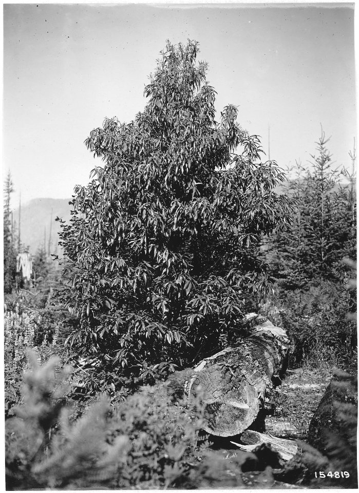 Castanopsis Chrysophylla (Chinquapin), Detroit, Santiam, Oregon, 1920. - NARA - 299127