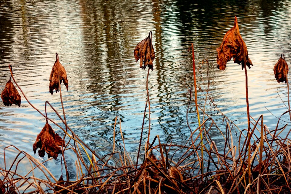 Faded autumn colors water