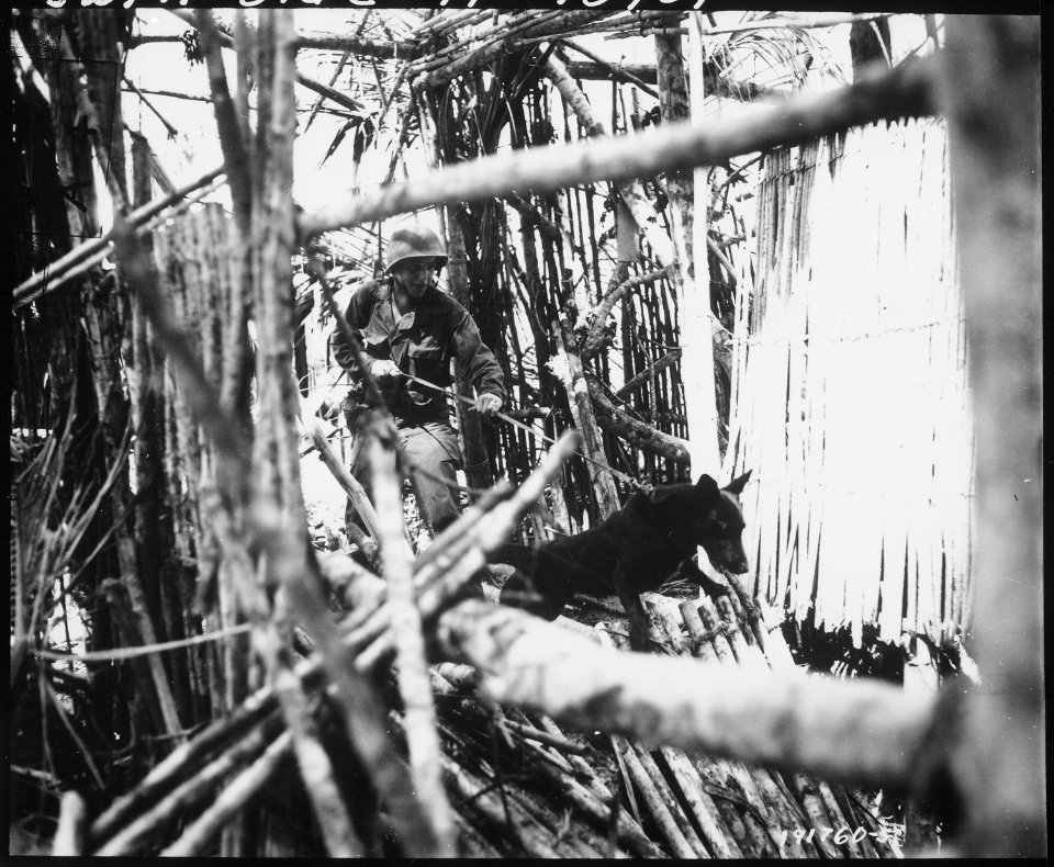 Canines of the QM War Dog Platoon were used on Biak Island, off the coast of New Guinea, to track down Japanese... - NARA - 531196