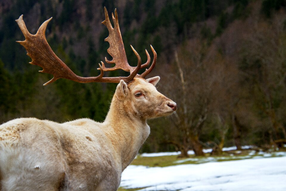 Animal nature animal world