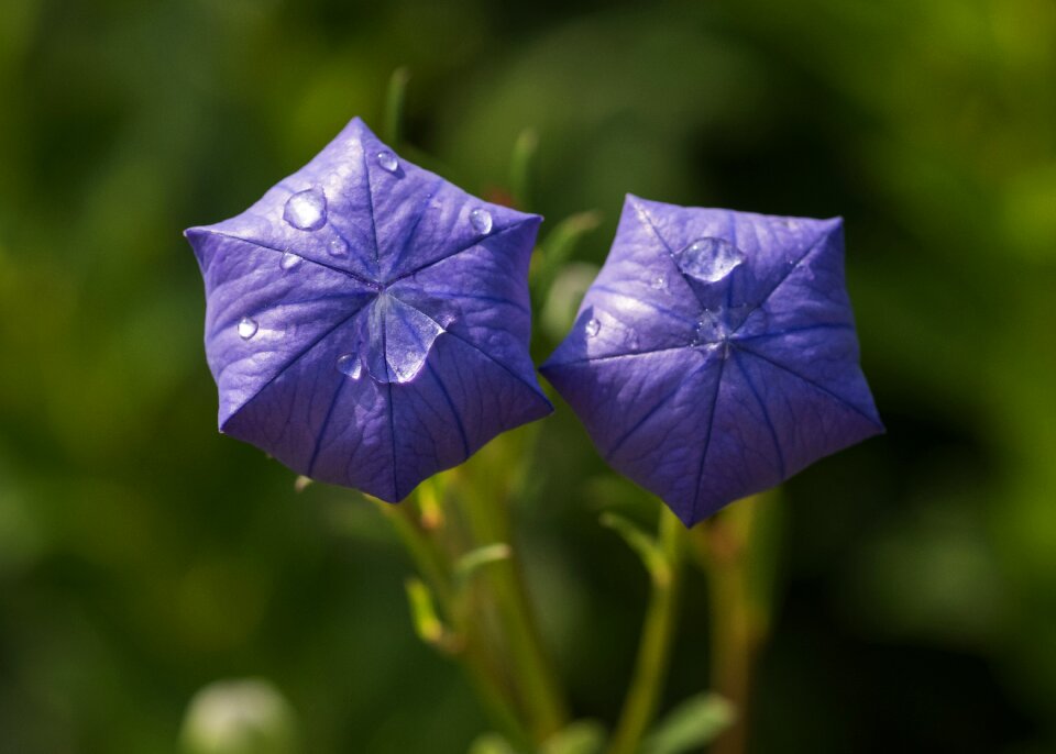 Flower platycodon mariesii