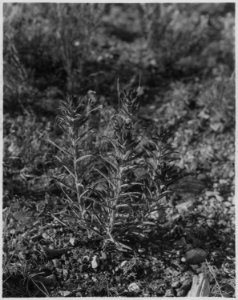 Castilligia (Indian Paint Brush). - NARA - 520328