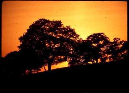 CALIFORNIA--SIERRA NATIONAL FOREST - NARA - 542625