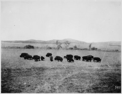 Buffalo grazing near buffalo yards, Wichita National Forest, Okla., March 11, 1908 - NARA - 523028