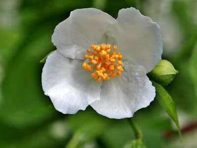 Flowers white jasmine summer