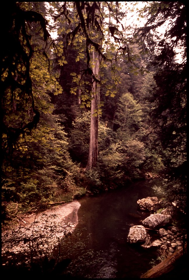 CALIFORNIA--NEAR KLAMATH - NARA - 542844