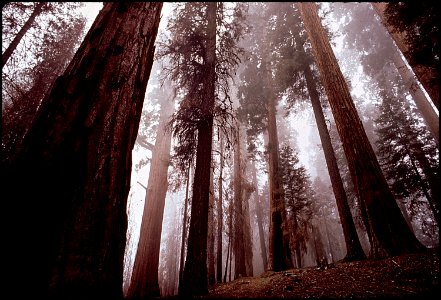 CALIFORNIA--SEQUOIA NATIONAL PARK - NARA - 542569