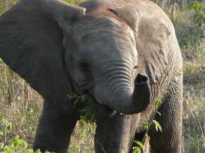 South africa kruger wildlife
