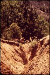 CALIFORNIA--SIERRA NATIONAL FOREST - NARA - 542605