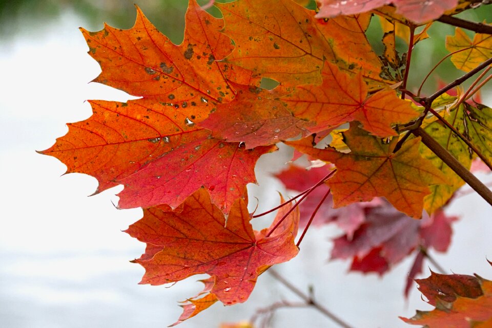 Autumn autumn foliage tree