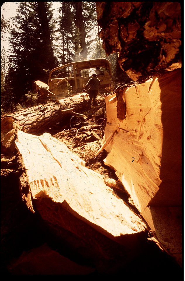 CALIFORNIA--SIERRA NATIONAL FOREST - NARA - 542623
