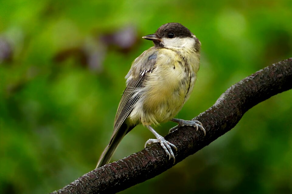 Parus major young foraging