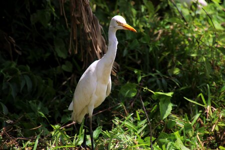 Sri lanka nature birds photo