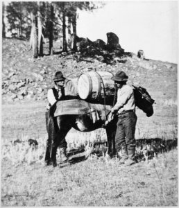 Cinching and loading pack mule with flour during starvation march of Gen. George Crook's expedition into the Black Hills - NARA - 533171