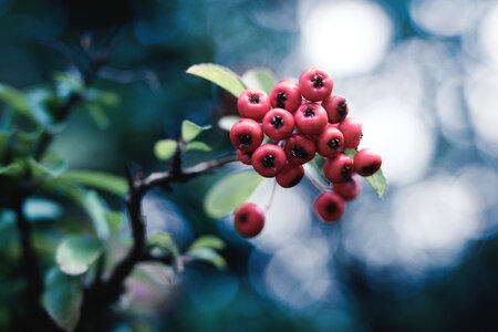 Nature bush fruit