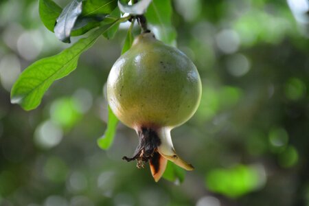 Fruit tree exotic fruit