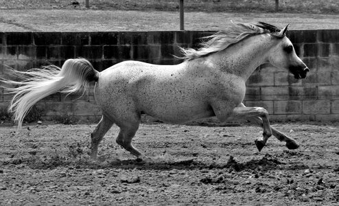 Grey gray stallion photo