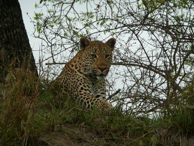 Kruger safari wildlife