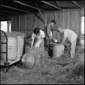 Closing of the Jerome Relocation Center, Denson, Arkansas. Dishes from the thirty-three Jerome mess . . . - NARA - 539744