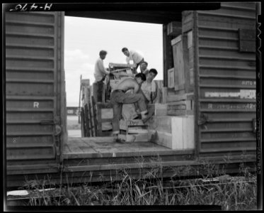 Closing of the Jerome Relocation Center, Denson, Arkansas. Evacuee workers load a freight car with . . . - NARA - 539688