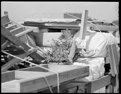 Closing of the Jerome Relocation Center, Denson, Arkansas. Many flower lovers among the residents b . . . - NARA - 539679