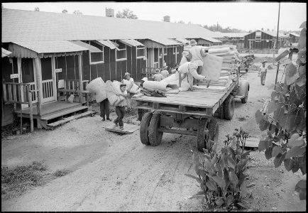 Closing of the Jerome Relocation Center, Denson, Arkansas. Removing mattresses from the vacated Jer . . . - NARA - 539808