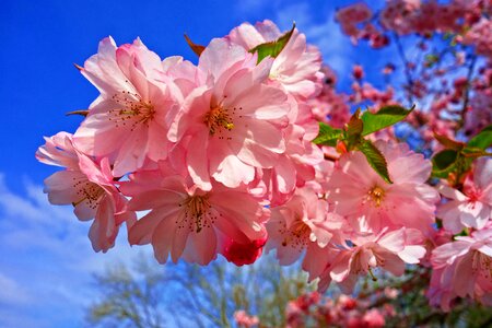 Sakura japanese spring bloom photo